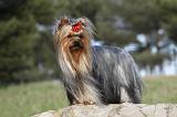 YORKSHIRE TERRIER 381